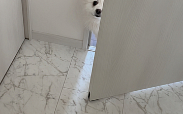 久しぶりの愛犬登場