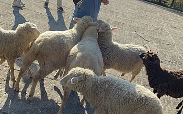 羊の使いになってみた!