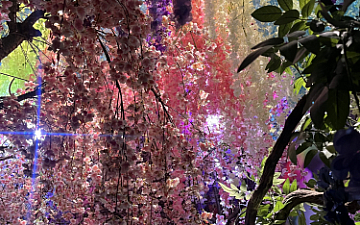 蜷川実花写真展